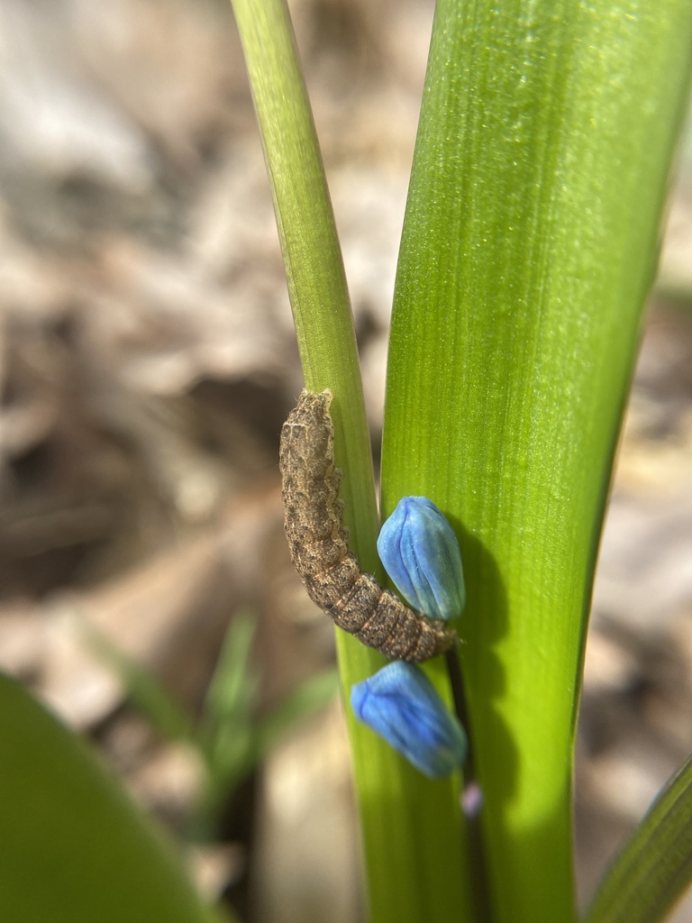 Cutworm Moths and Allies from Барсучья тропа, Белгородский район ...