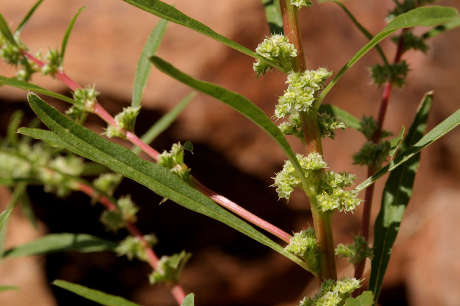 Torrey's amaranth