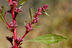 Amaranthus torreyi