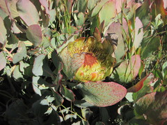 Protea recondita