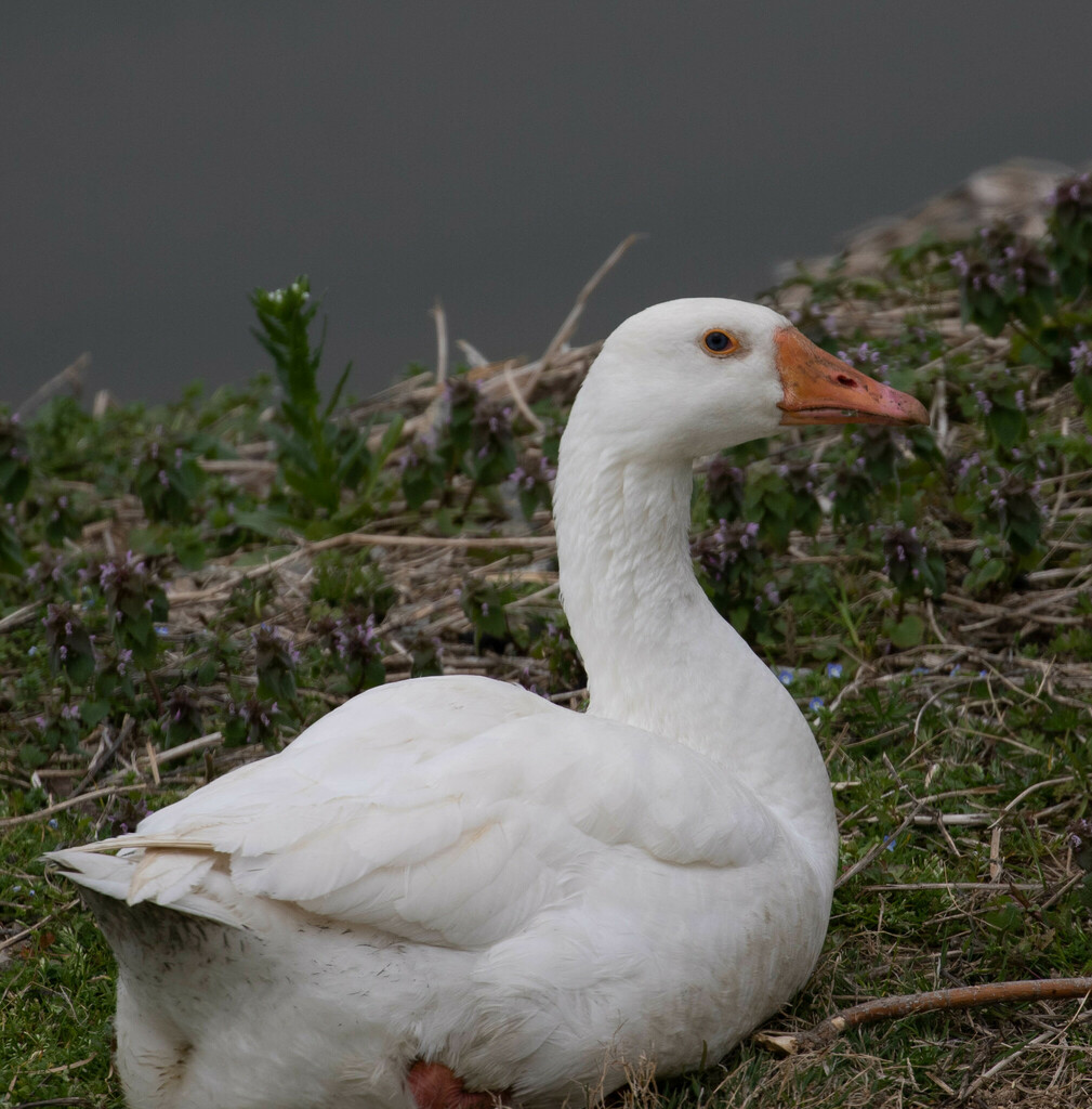 Grey Geese from Roanoke, VA, USA on March 28, 2023 at 0126 PM by kirk