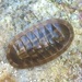 Chiton articulatus - Photo (c) Uriel Cortés-Jiménez, some rights reserved (CC BY-NC), uploaded by Uriel Cortés-Jiménez