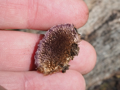 Brown Purplepore Bracket