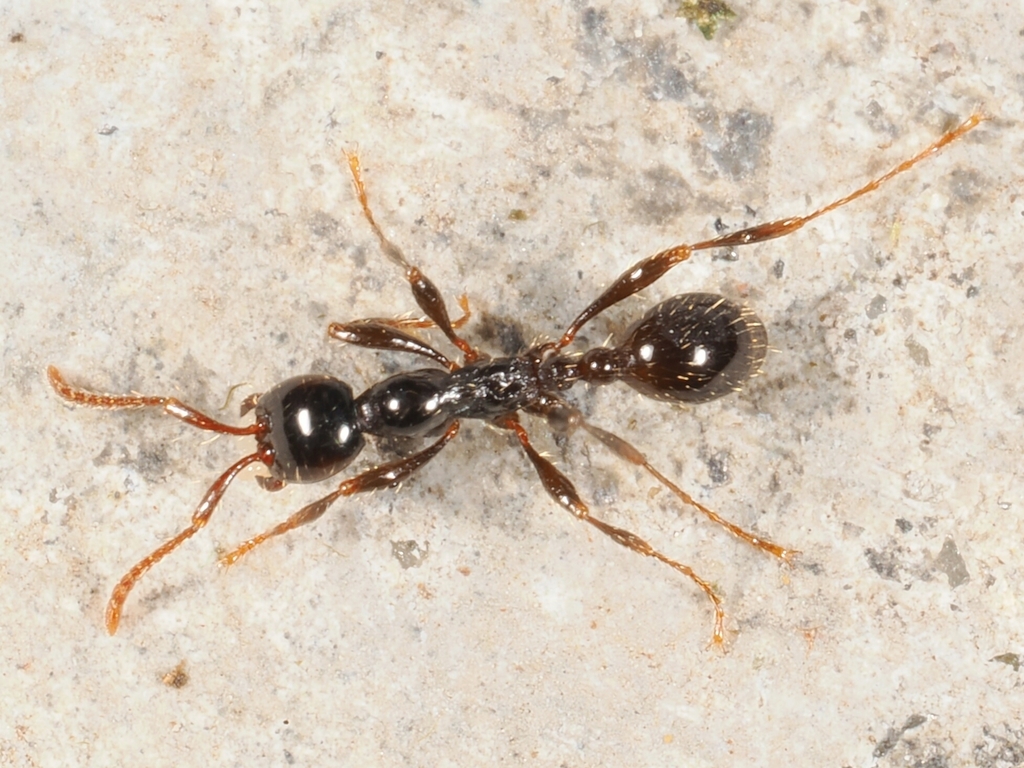 Laeviceps-group Raider Ants