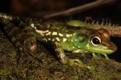 Mantidactylus argenteus