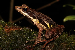 Mantidactylus