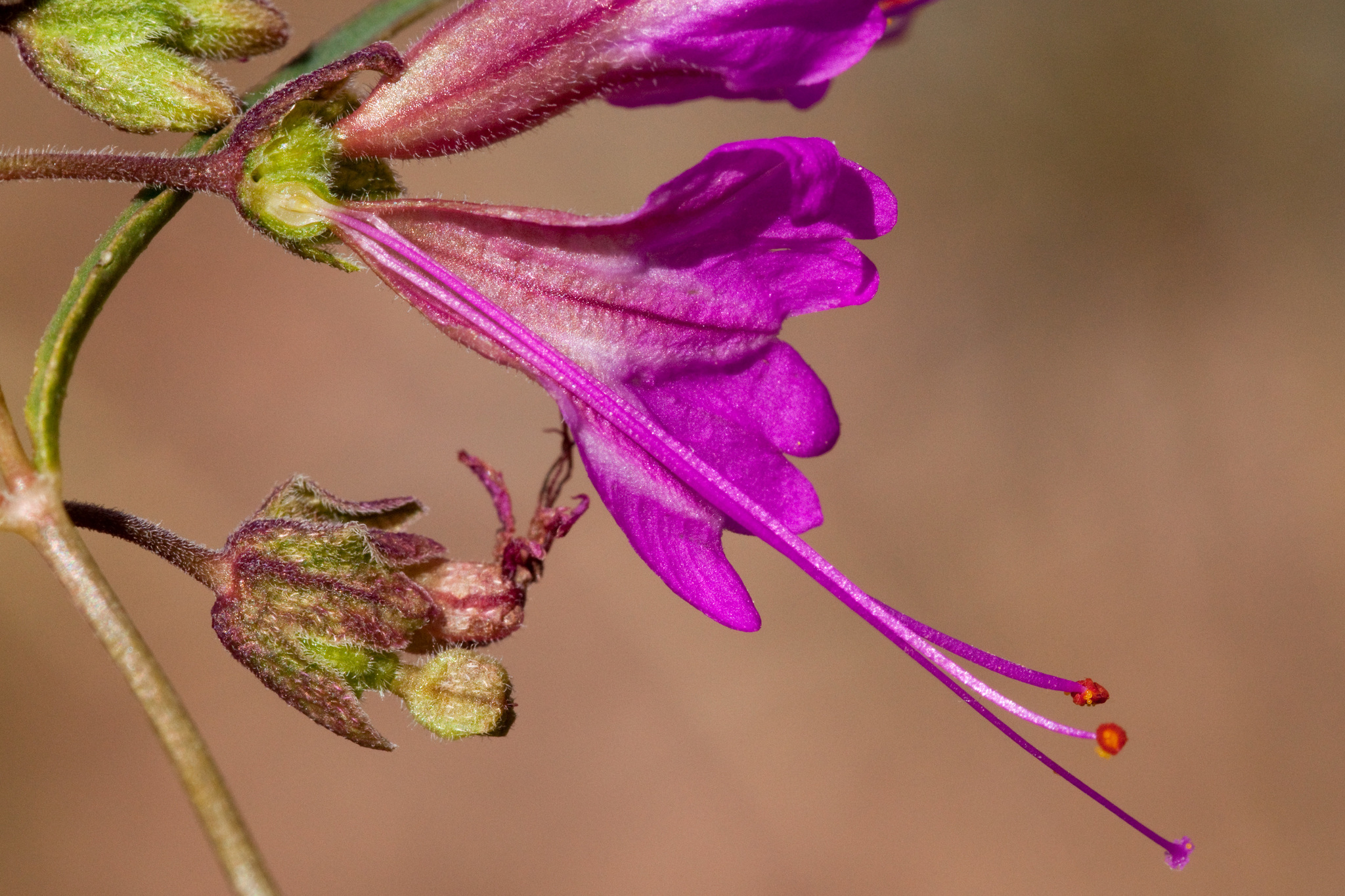 Mirabilis coccinea