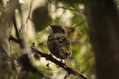 Philepitta castanea