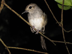 Copsychus albospecularis