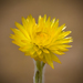 Helichrysum aureum monocephalum - Photo (c) Brendan Cole,  זכויות יוצרים חלקיות (CC BY-NC-ND), uploaded by Brendan Cole