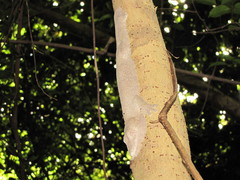 Uroplatus henkeli