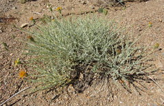 Adenophyllum cooperi