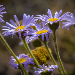 Felicia rosulata