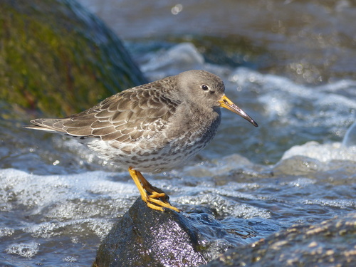 Purple Sandpiper