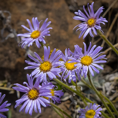 Felicia rosulata