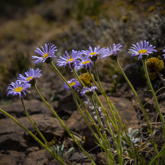 Felicia rosulata