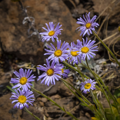 Felicia rosulata