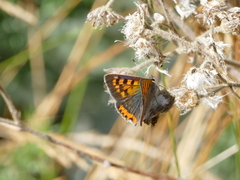 Lycaena phlaeas phlaeoides