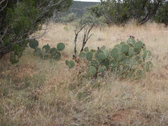 Opuntia cyclodes