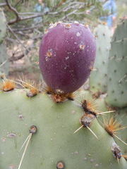 Opuntia cyclodes