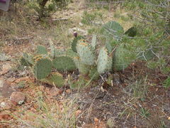 Opuntia cyclodes