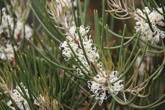 Hakea lissosperma