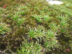 Caesia capensis