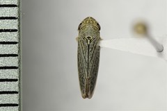 Graphocephala confluens