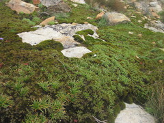 Caesia capensis