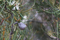 Hakea lissosperma