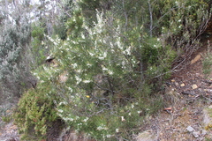 Hakea lissosperma