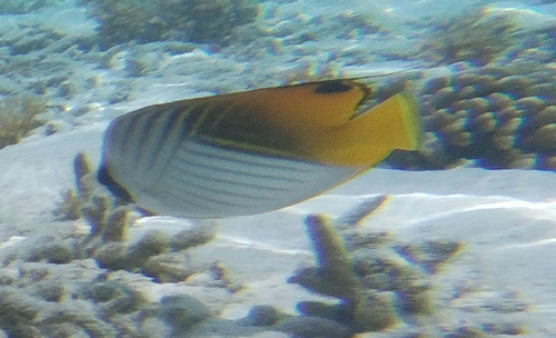 Threadfin Butterflyfish (Chaetodon auriga)