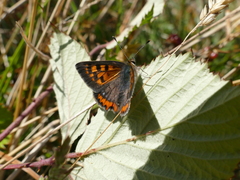 Lycaena phlaeas phlaeoides