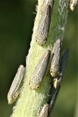 Graphocephala confluens