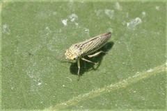 Graphocephala confluens