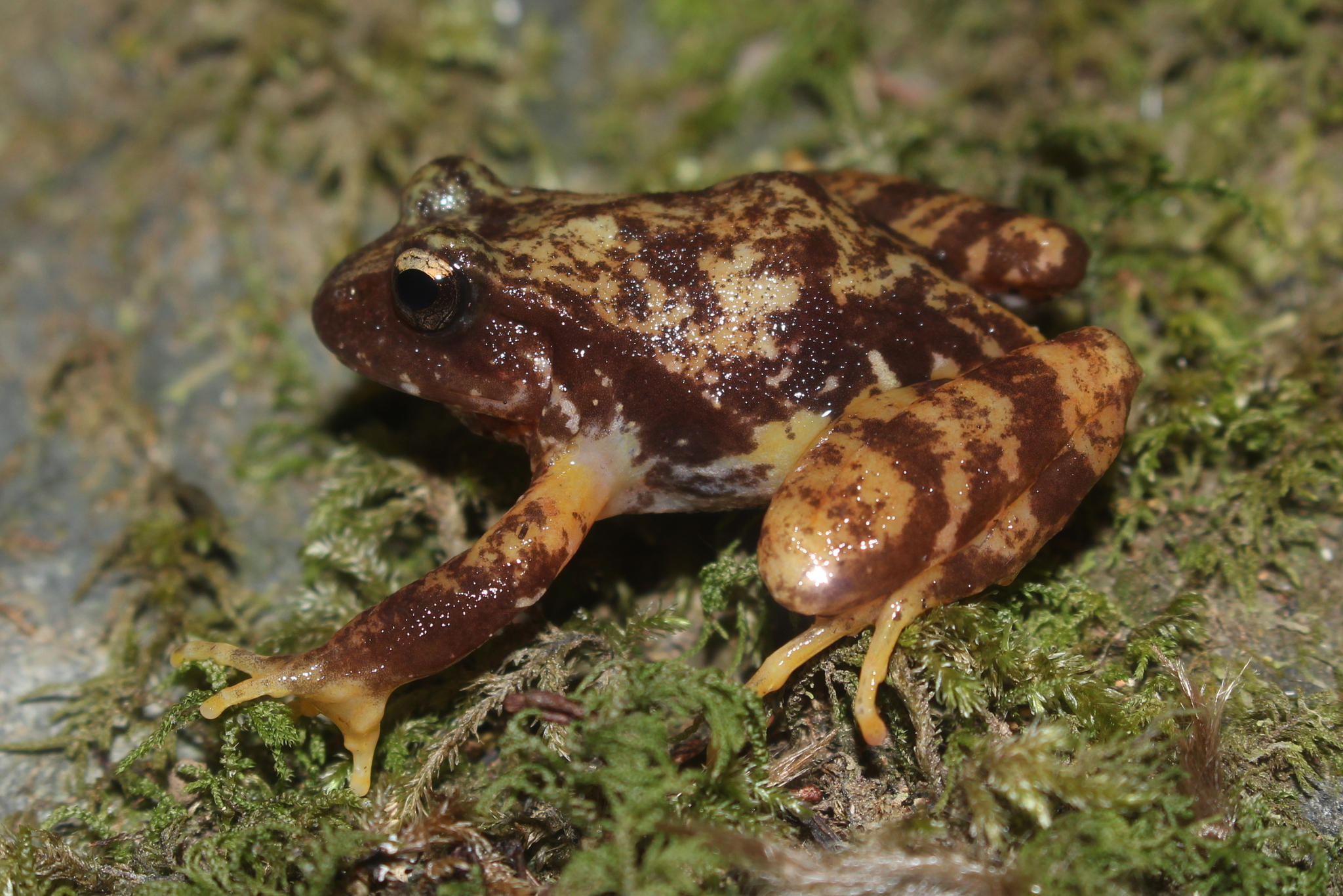 Eupsophus contulmoensis Ortiz, Ibarra-Vidal & Formas, 1989