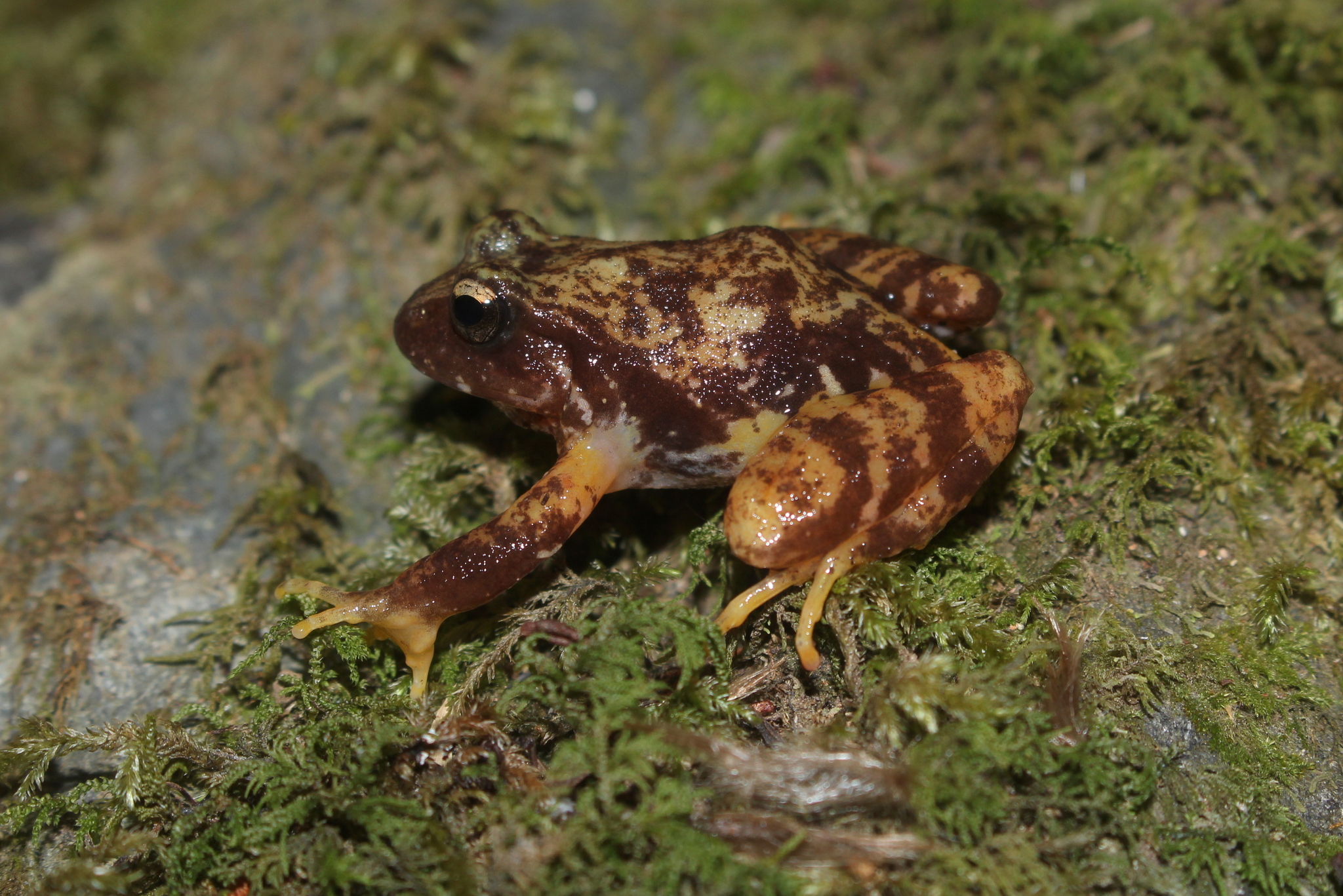 Eupsophus contulmoensis Ortiz, Ibarra-Vidal & Formas, 1989