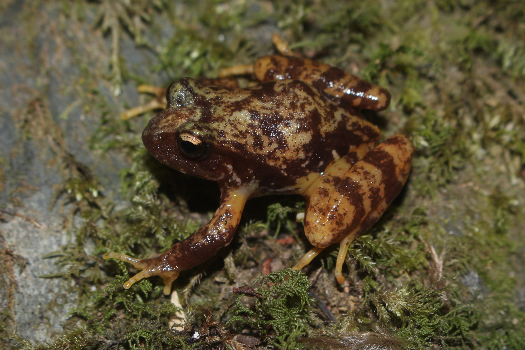 Eupsophus contulmoensis Ortiz, Ibarra-Vidal & Formas, 1989