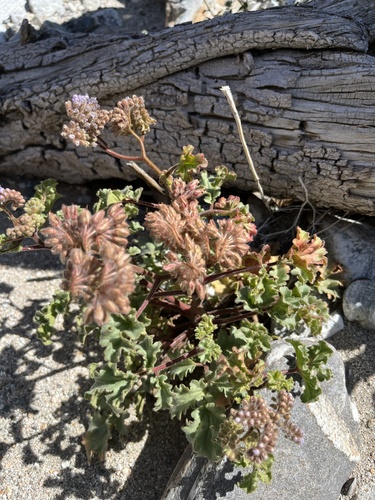 iNaturalist observation photo of pedicellate phacelia
