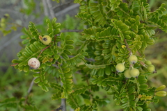Osteomeles anthyllidifolia