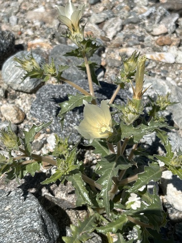 iNaturalist observation photo of sand blazingstar