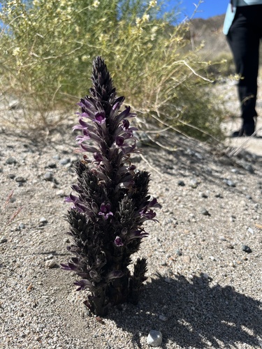 iNaturalist observation photo of desert broomrape
