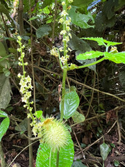 Cyclanthera multifoliola image