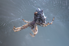 Cyrtophora citricola