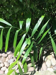 Neonicholsonia watsonii