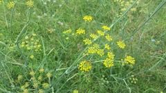 Foeniculum