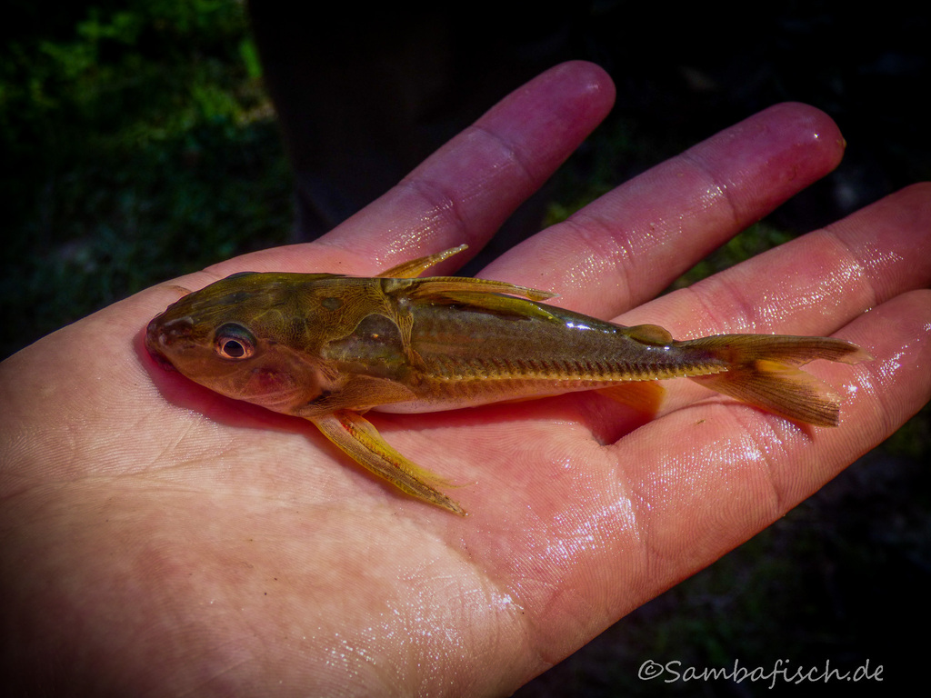 Slender thorny catfish (Nemadoras humeralis) — Doradidae