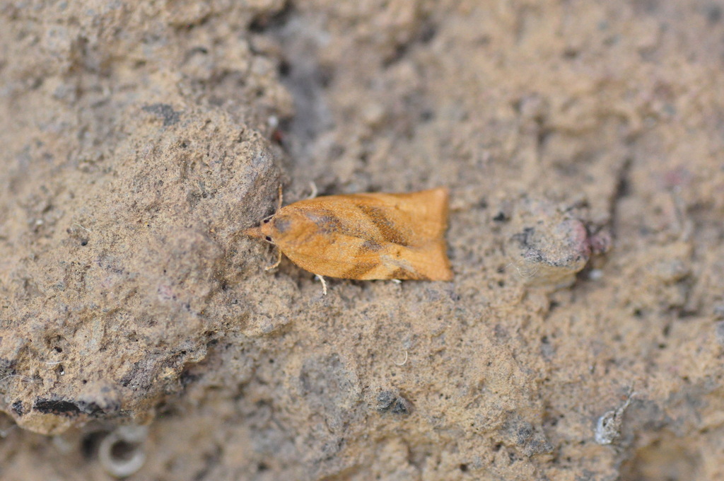Choristoneura simonyi