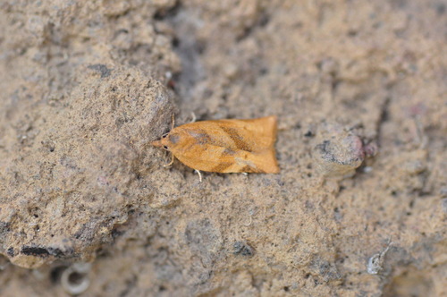 Choristoneura simonyi