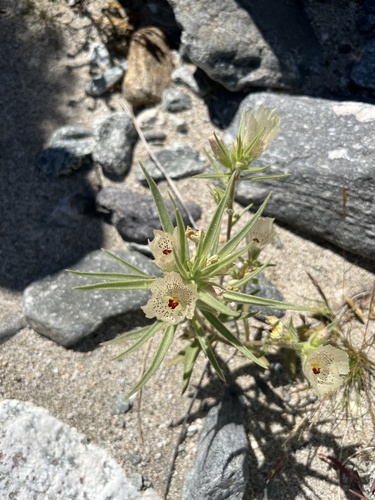 iNaturalist observation photo of ghost flower